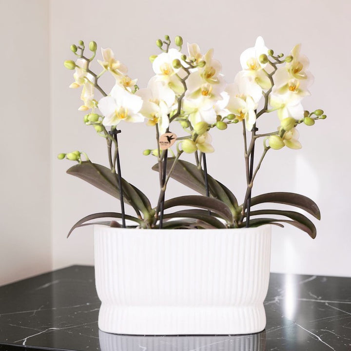 Witte orchideeënset in Luxe Diabolo Twin sierpot - Plantenpot