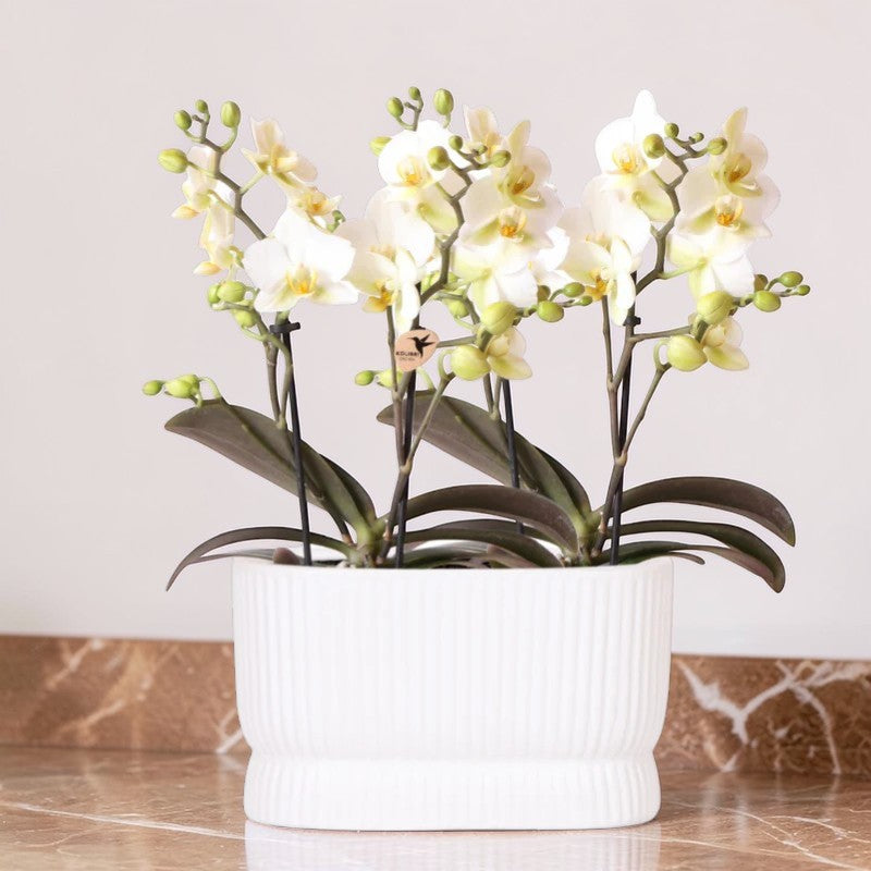 Witte orchideeënset in Luxe Diabolo Twin sierpot - Plantenpot