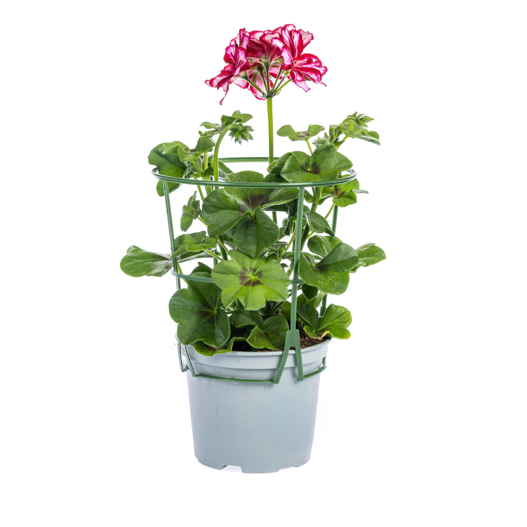 Pelargonium peltatum - Mexica Ruby
