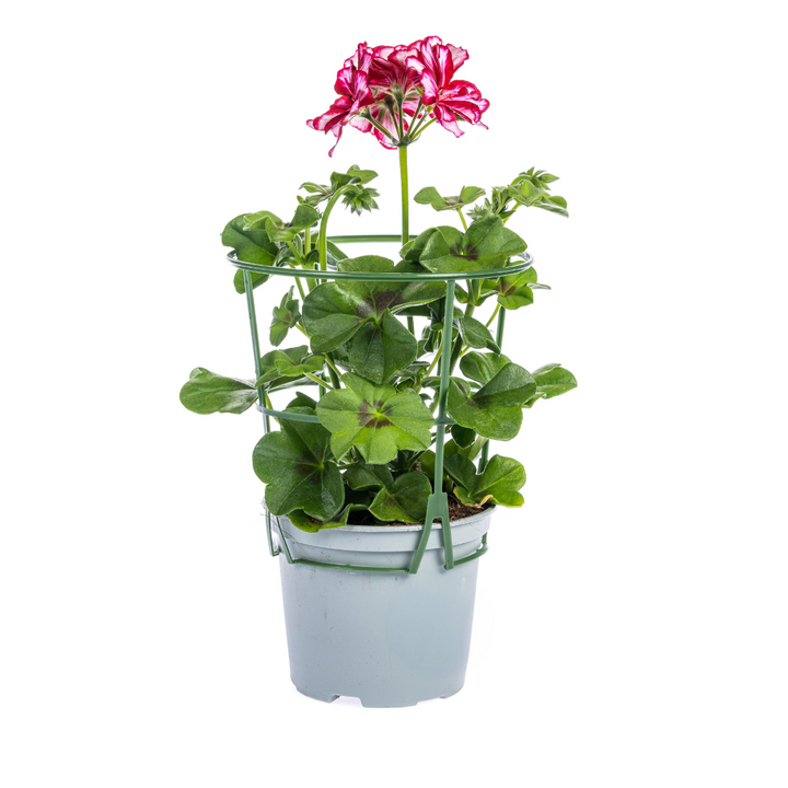 Pelargonium peltatum - Mexica Ruby