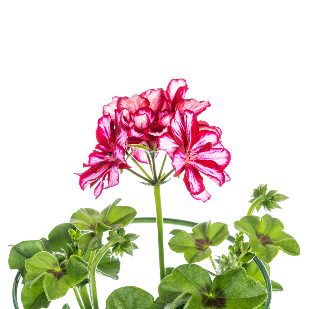 Pelargonium peltatum - Mexica Ruby