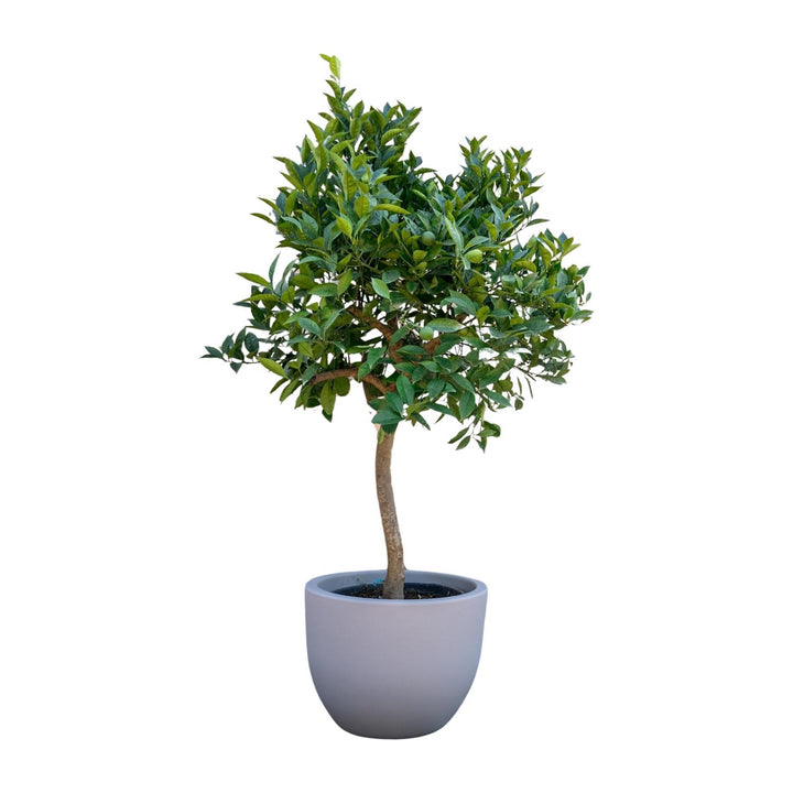 Sinaasappelboom - 200 cm - ø40 - Buitenplant
