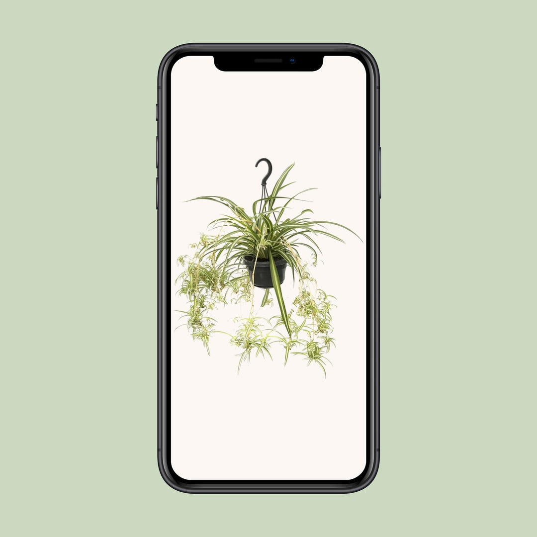 Graslelie Chlorophytum Comosum Variegatum – Ø14cm | Spinnenplant