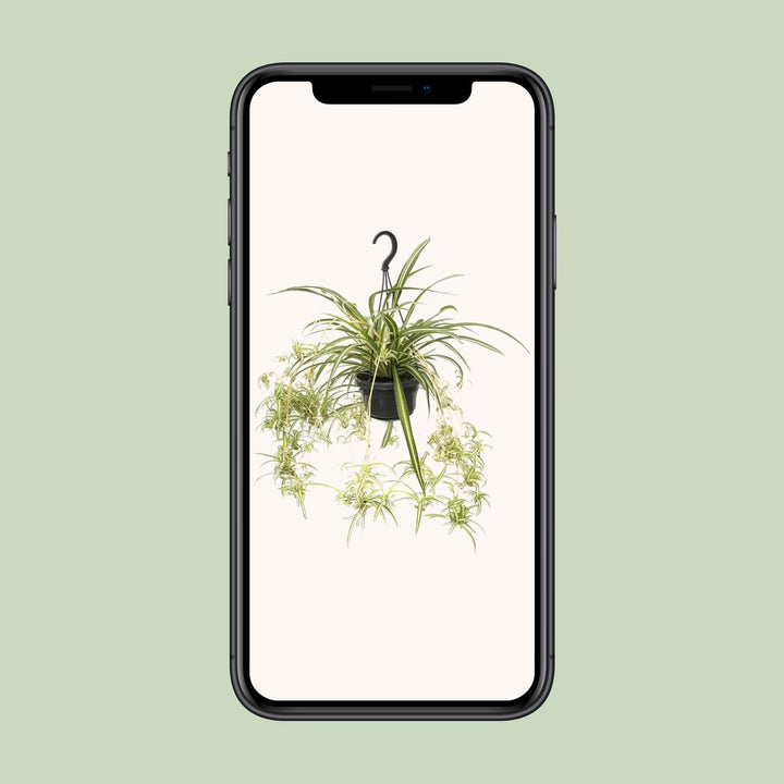 Graslelie Chlorophytum Comosum Variegatum – Ø14cm | Spinnenplant