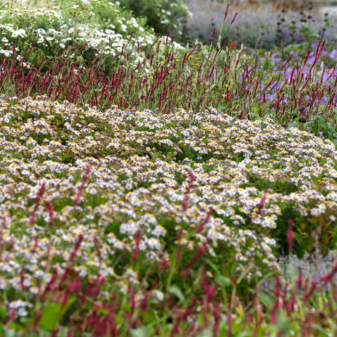 Kit de plantes pour bordure de fleurs - ombre