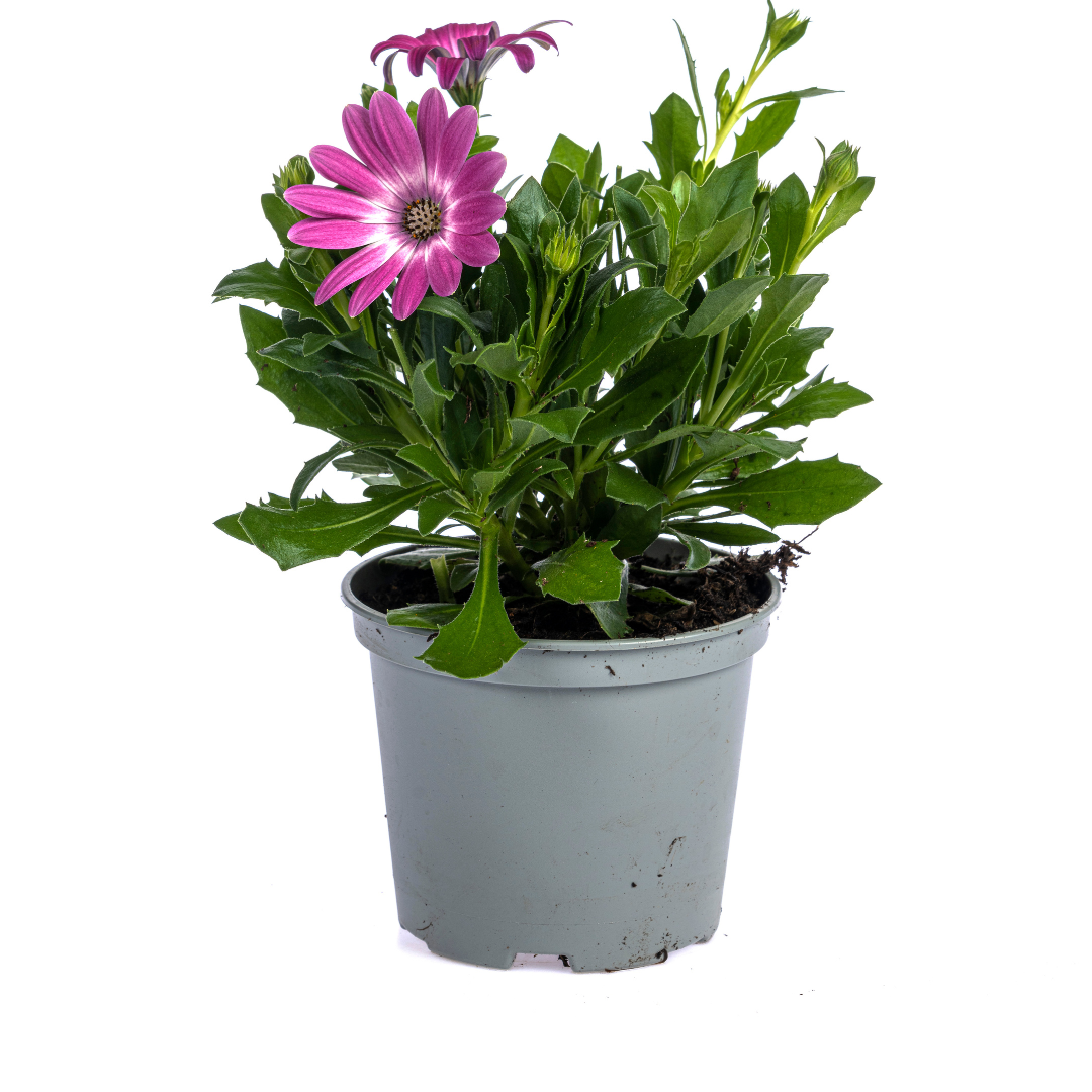 Osteospermum ecklonis Mix