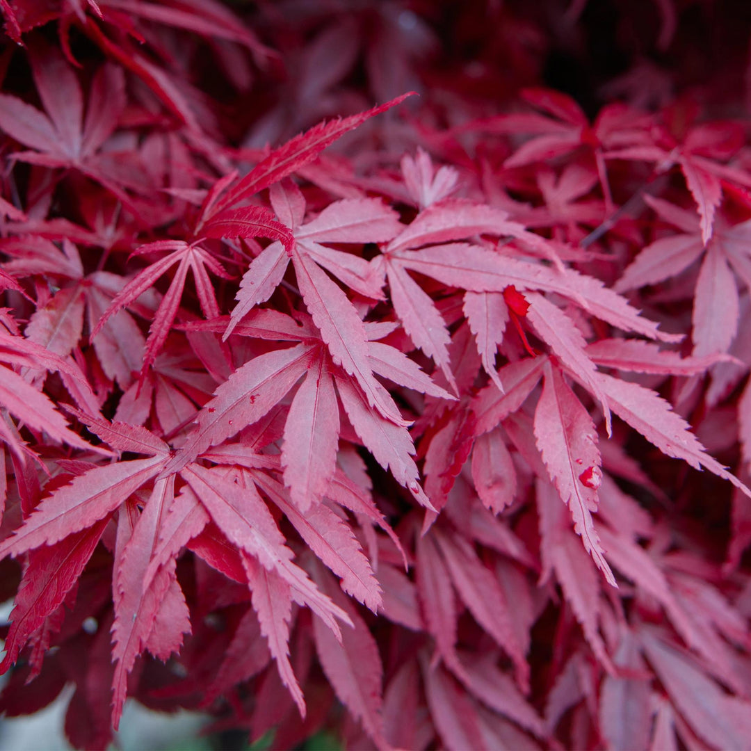 Érable japonais Skeetsers Broom - Violet - 70cm - Acer Palmatum Extérieur