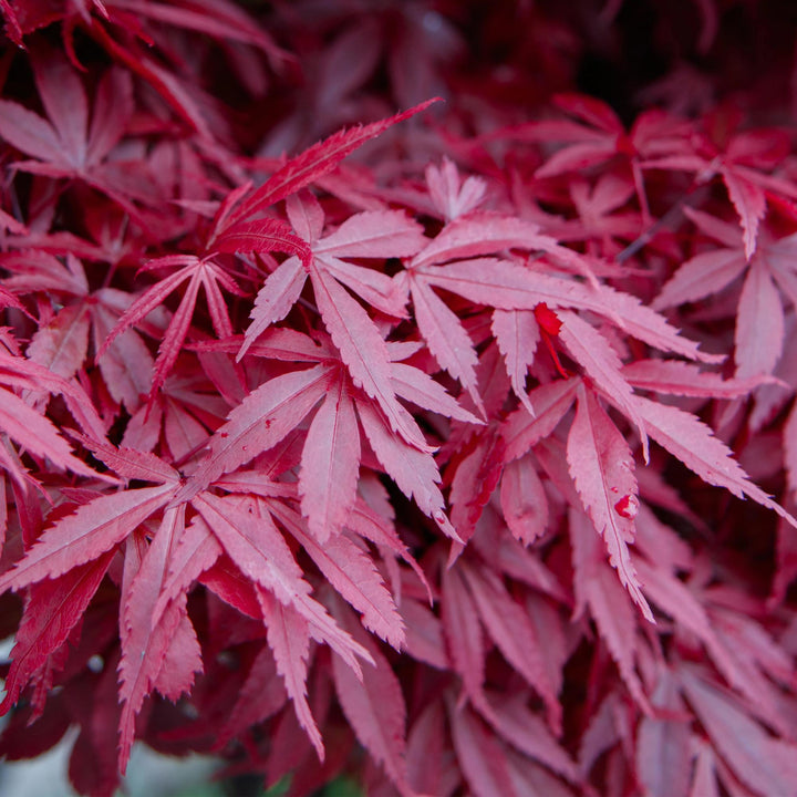 Érable japonais Skeetsers Broom - Violet - 70cm - Acer Palmatum Extérieur