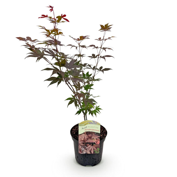 Japanischer Fächerahorn Atropurpureum - Lila - 70cm - Acer Palmatum Outdoor