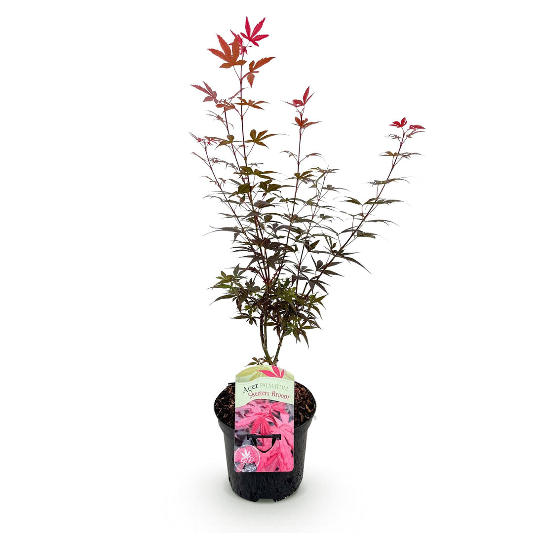Érable japonais Skeetsers Broom - Violet - 70cm - Acer Palmatum Extérieur