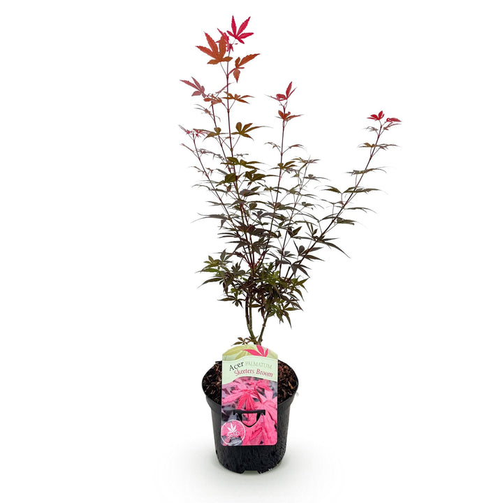 Érable japonais Skeetsers Broom - Violet - 70cm - Acer Palmatum Extérieur