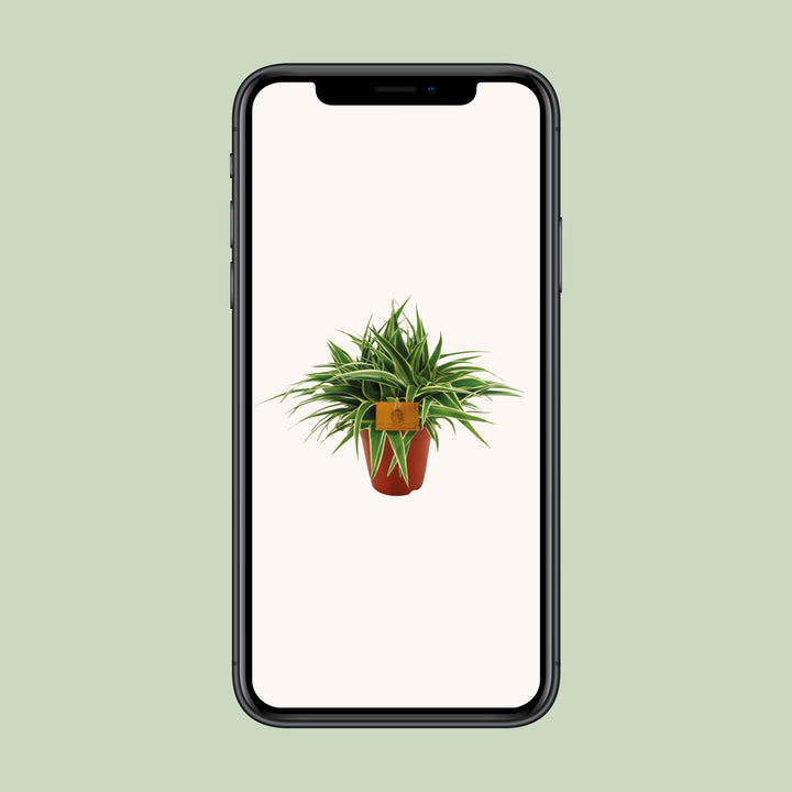 Graslelie Chlorophytum Ocean – Ø15cm | Luchtzuiverende plant