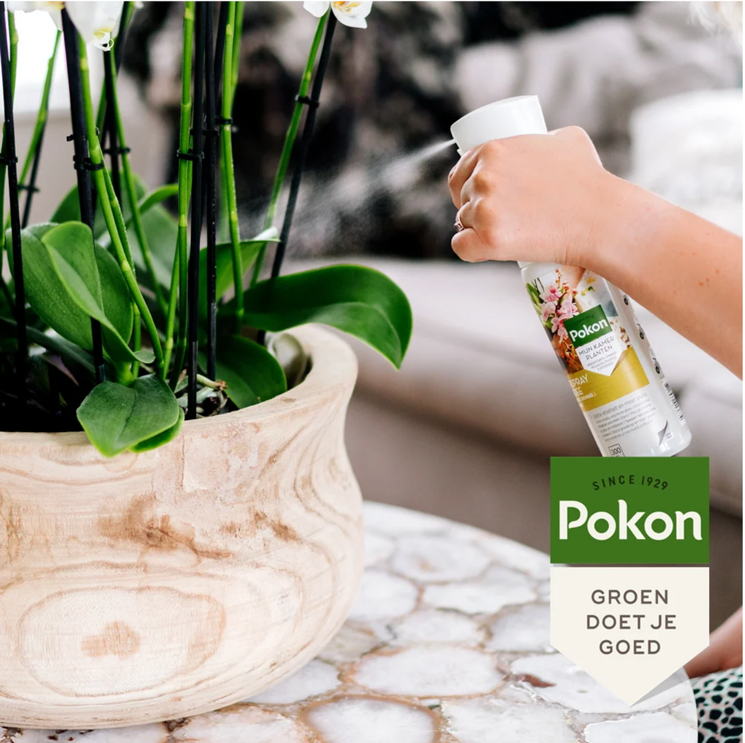 Pokon Powerspray orchidee 300 ml - Phalaenopsis Orchidee