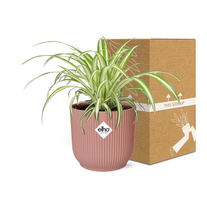 Graslelie Chlorophytum Comosum in ELHO Vibes Fold Roze – Ø14cm