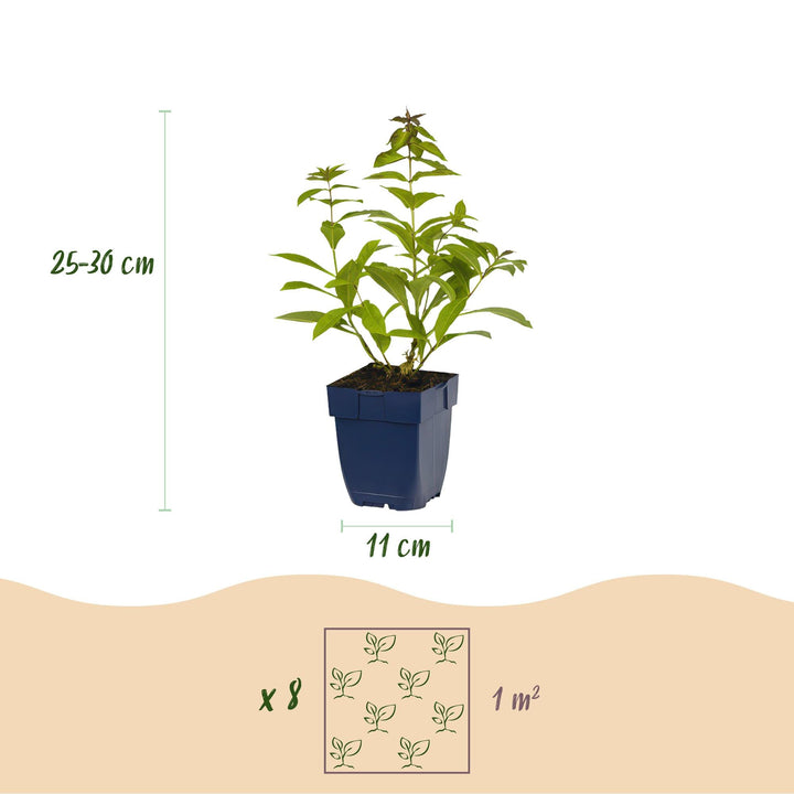 Platebande prête à planter - Parfumée