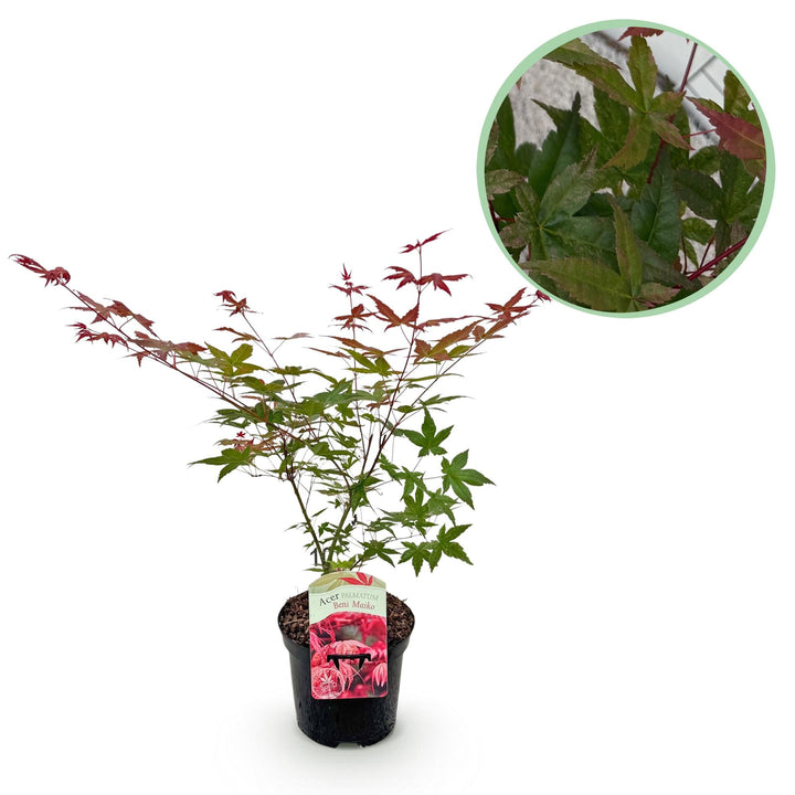 Érable japonais Beni Maiko - Rouge - 70cm - Acer Palmatum Extérieur