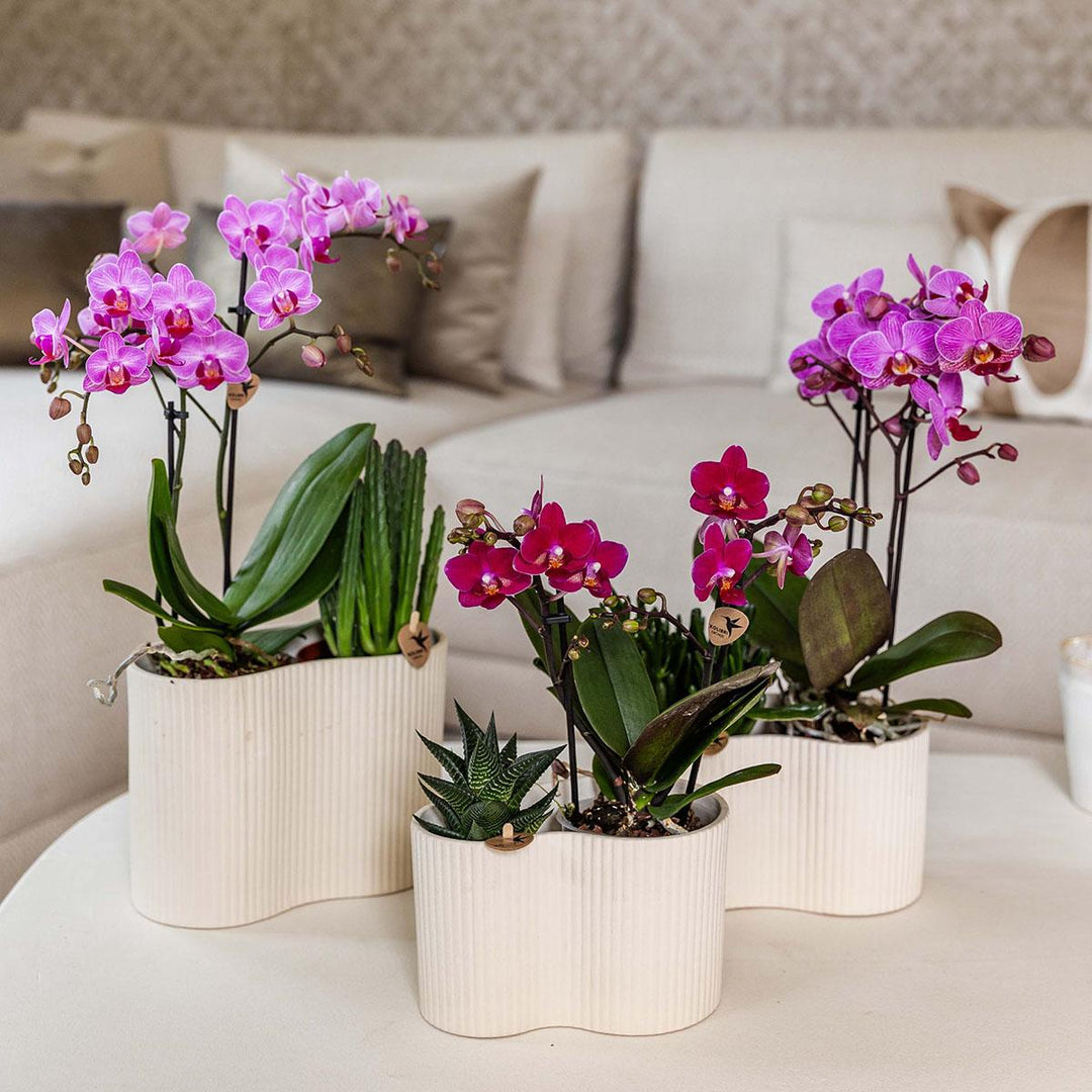 Paarse phalaenopsis orchidee