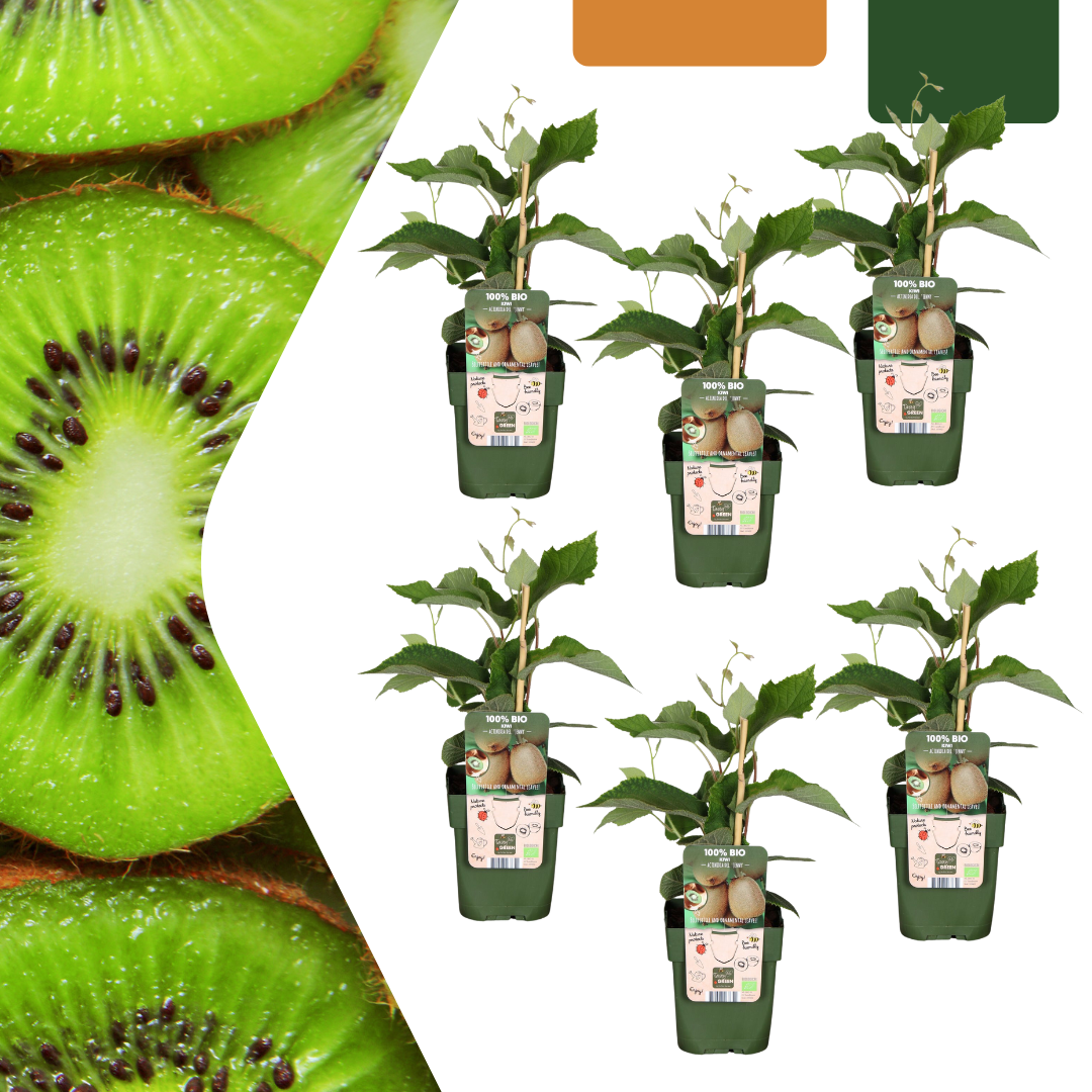 Biologische kiwiplanten - Ø 13 cm - ↨ 20 cm