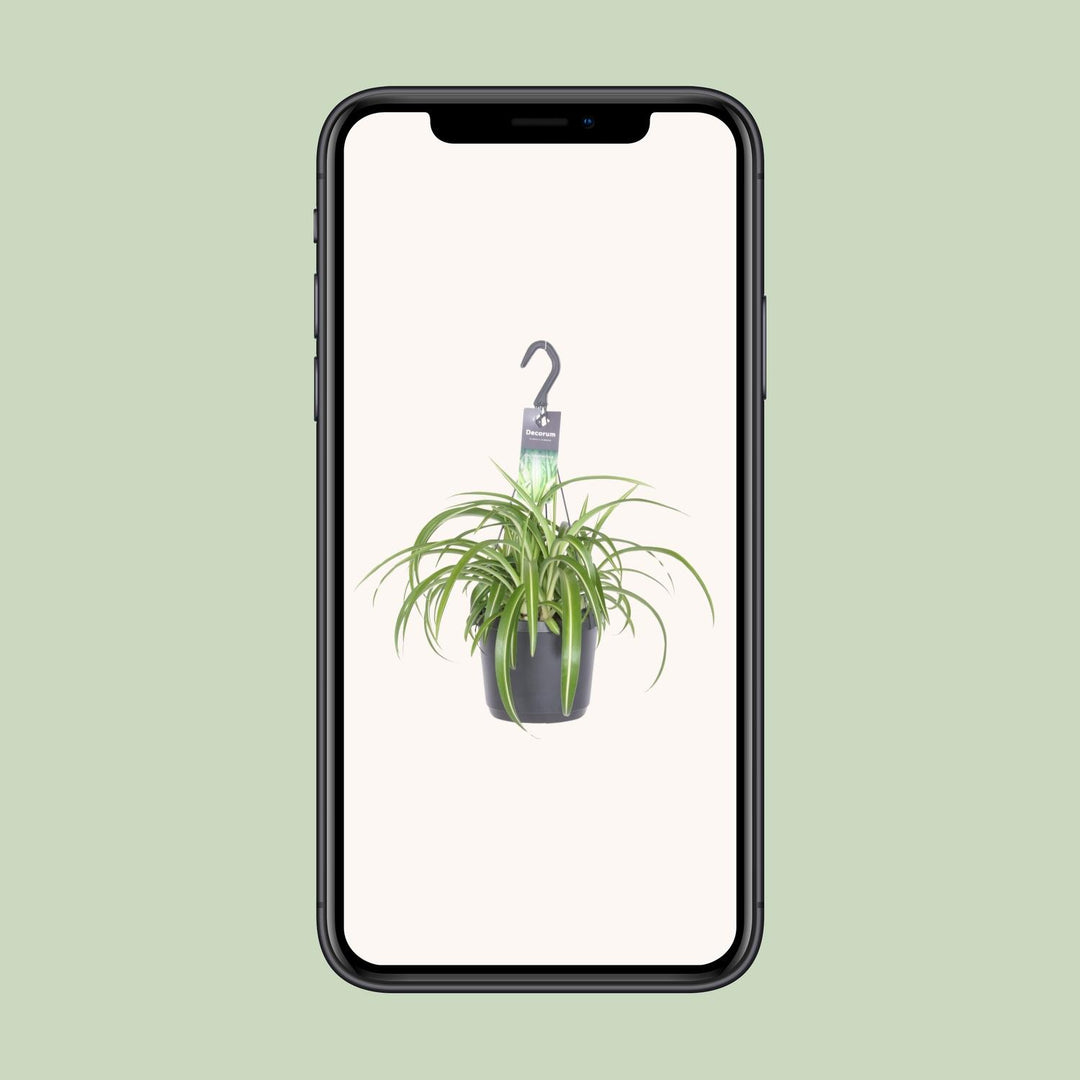 Graslelie Chlorophytum Comosum Bonnie – Ø17cm | Hangplant
