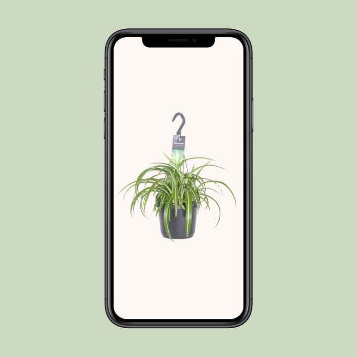 Graslelie Chlorophytum Comosum Bonnie – Ø17cm | Hangplant