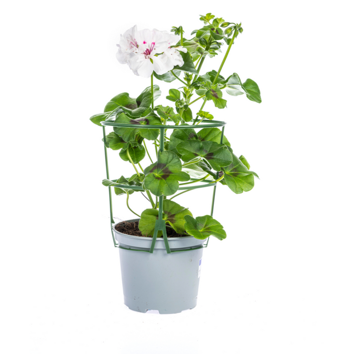 Pelargonium peltatum - Weiß