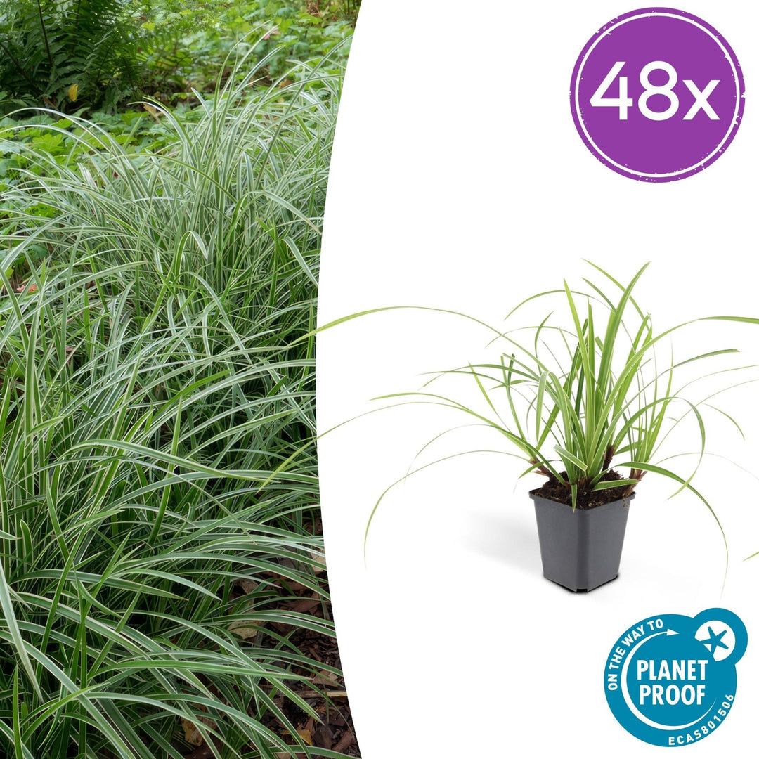 Carex morrowii 'Ice Dance' - 20cm - Zimmerpflanze Kaufen