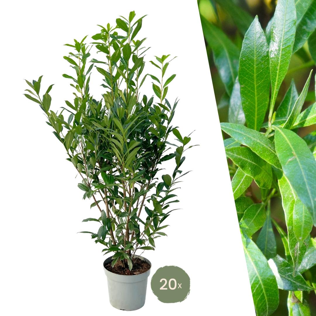 Großer Kirschlorbeer Caucasica für 10 Meter Hecke - 130cm