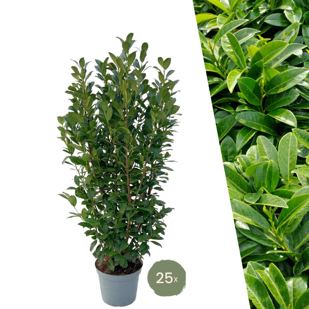 Lorbeerpflanzen Obelisk für 10 Meter Hecke - 150cm