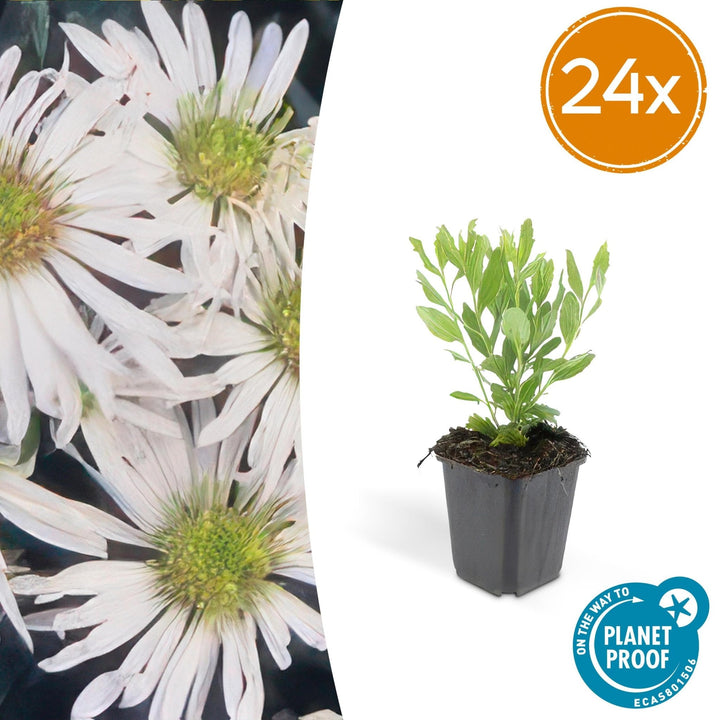 Aster ageratoides 'Ashvi' - 20cm - Kamerplant Kopen