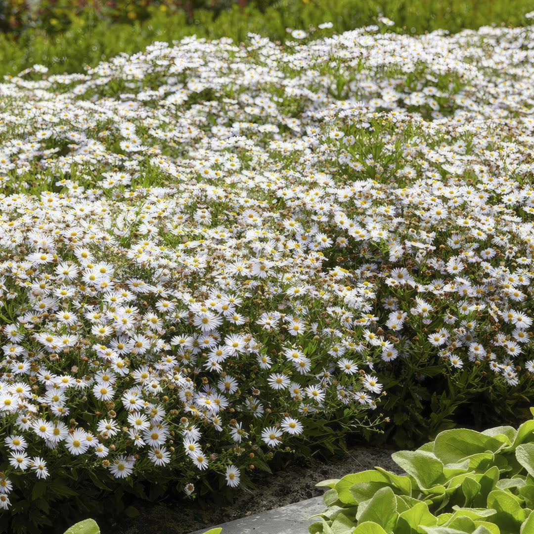 Aster ageratoides 'Ashvi' - 20cm - Kamerplant Kopen