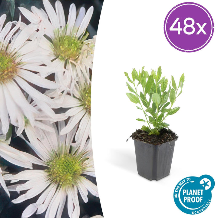 Aster ageratoides 'Ashvi' - 20cm - Kamerplant Kopen