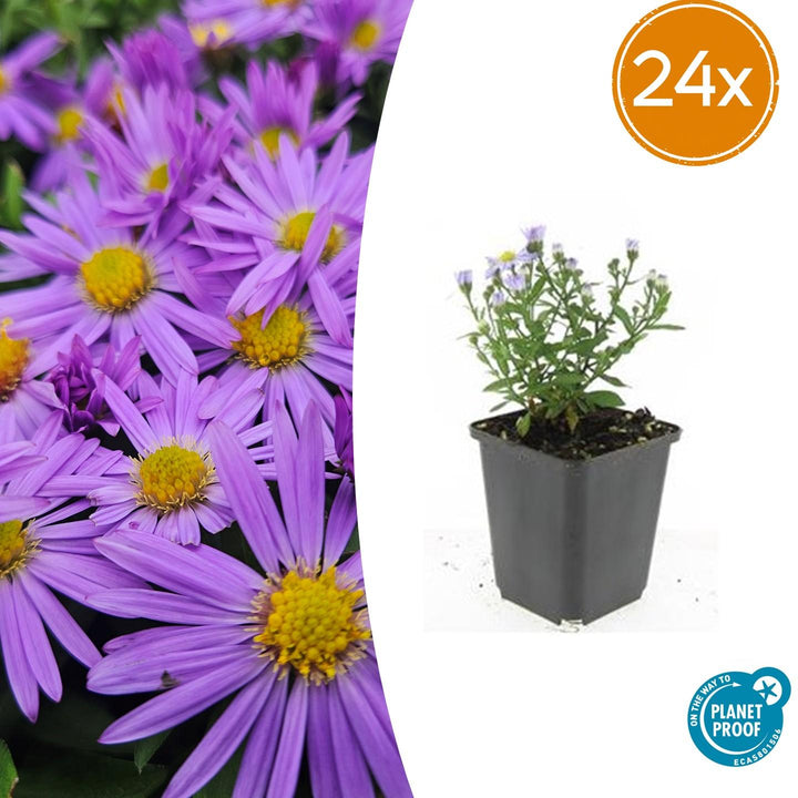 Aster 'Prof. Anton Kippenberg' - 20cm - Zimmerpflanze kaufen