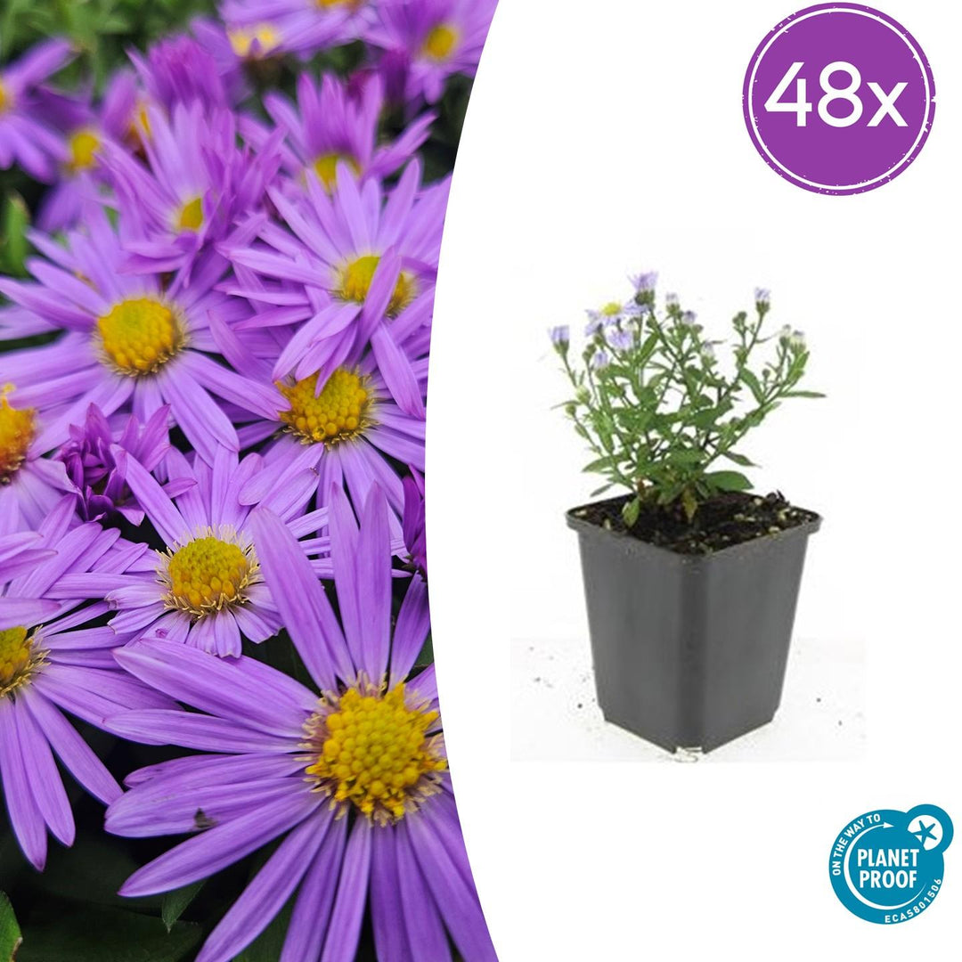 Aster 'Prof. Anton Kippenberg' - 20cm - Zimmerpflanze kaufen