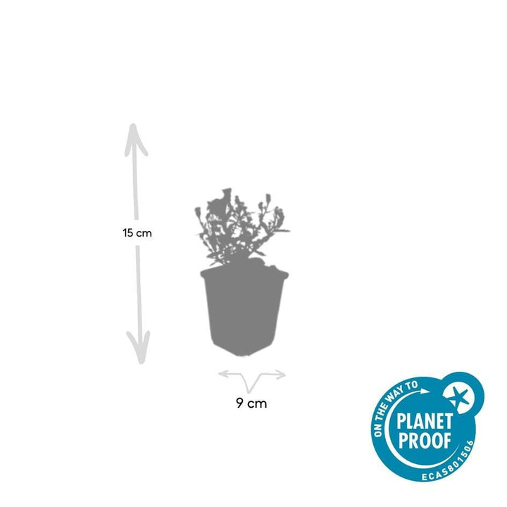 Aster 'Prof. Anton Kippenberg' - 20cm - Zimmerpflanze kaufen