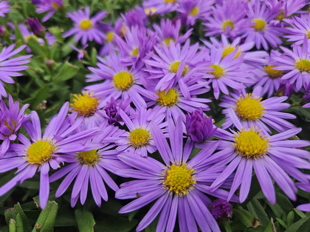 Aster 'Prof. Anton Kippenberg' - 20cm - Zimmerpflanze kaufen
