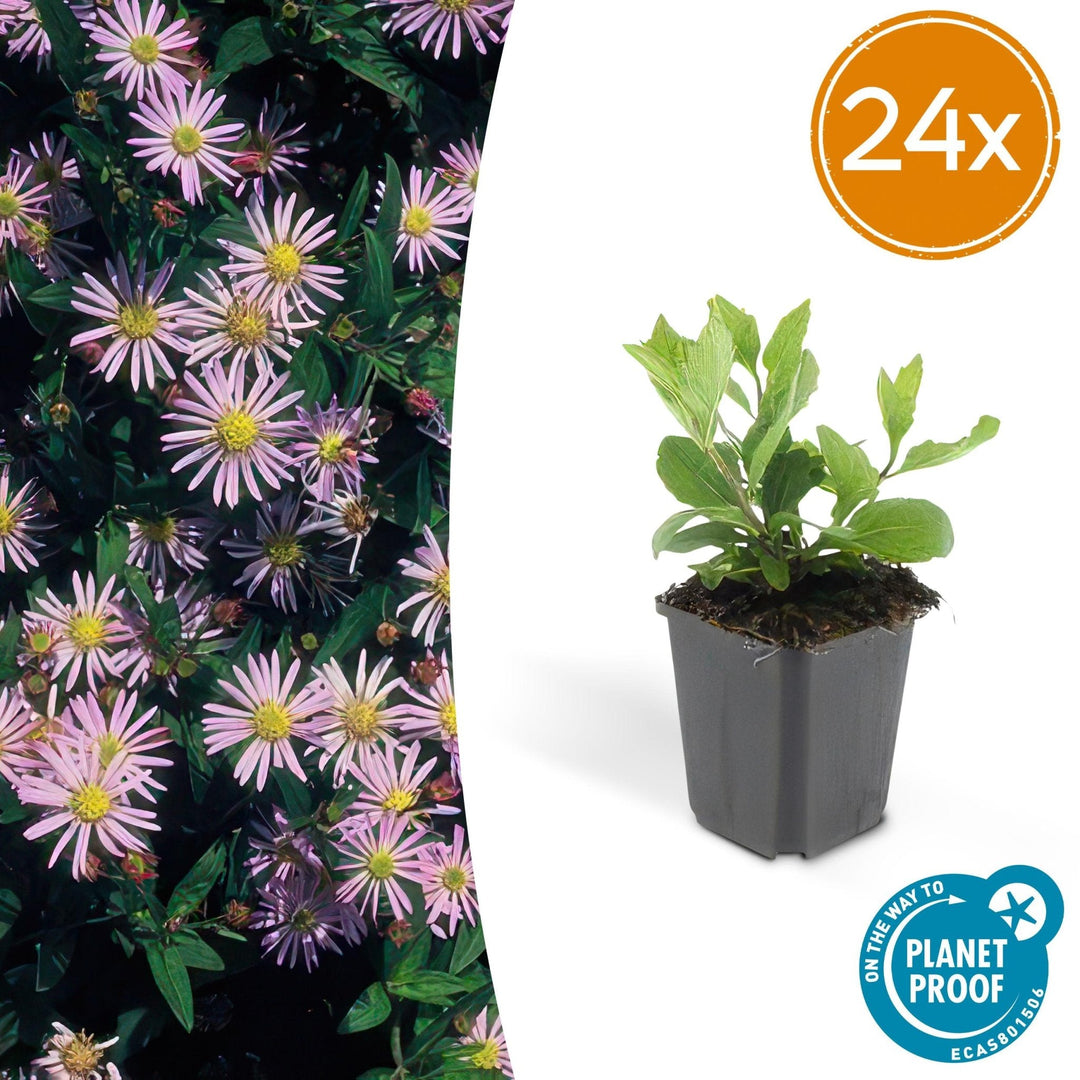 Aster Ageratoides 'Asran' - 20cm - Zimmerpflanze Kaufen
