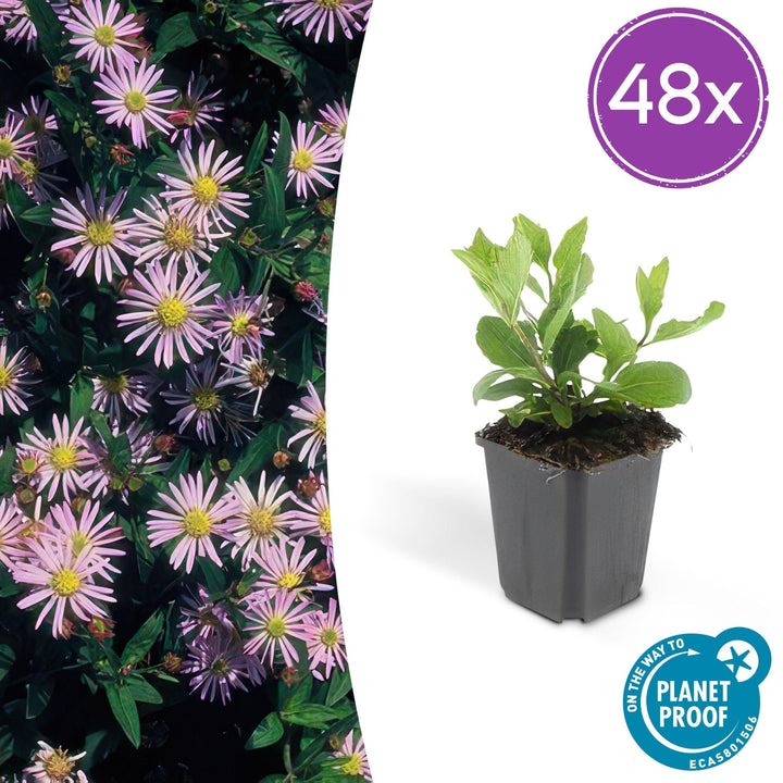 Aster Ageratoides 'Asran' - 20cm - Zimmerpflanze Kaufen