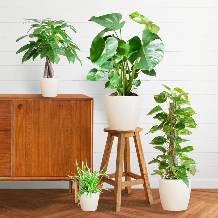 Luchtzuiverende Plantenbox – Medium (Inclusief 4 Vibers Potten Wit)