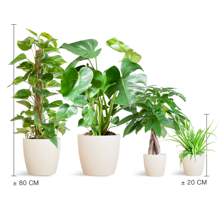 Luchtzuiverende Plantenbox – Medium (Inclusief 4 Vibers Potten Wit)