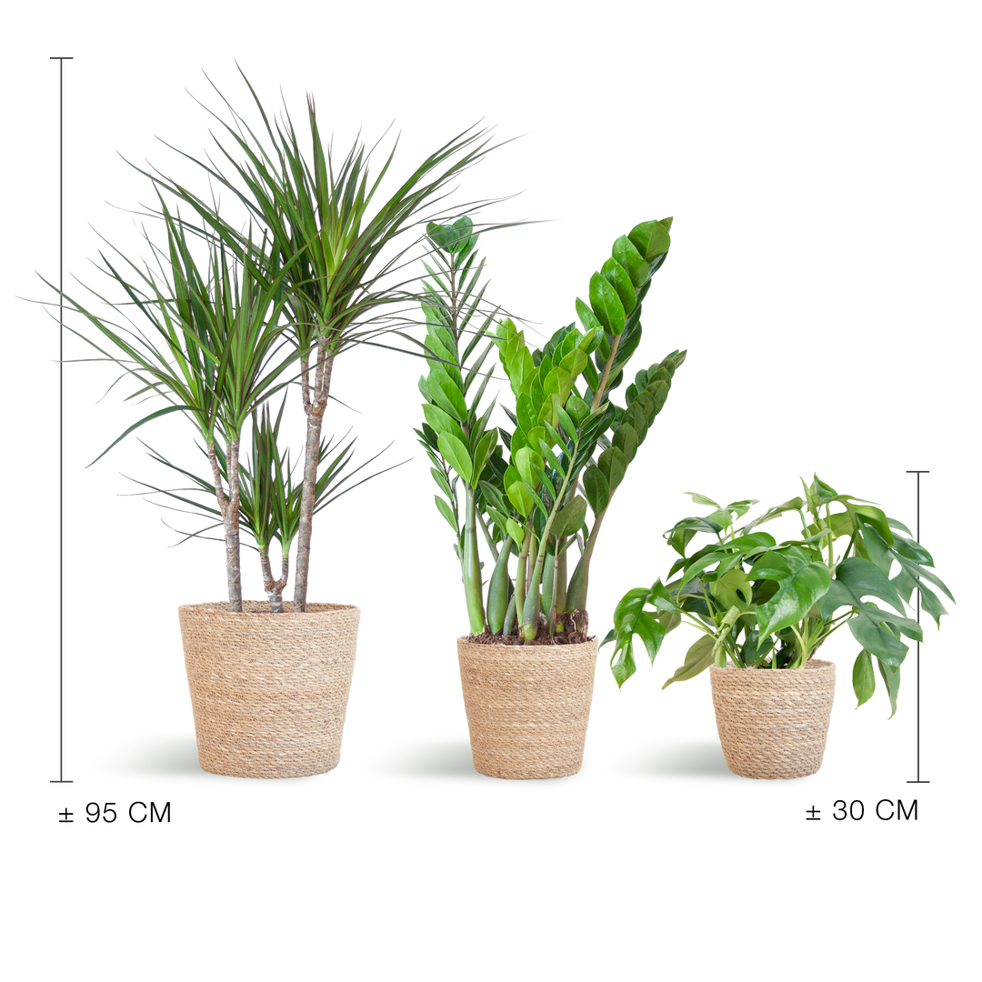 Schaduw Plantenbox met naturel Sofia mand