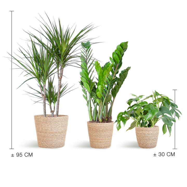 Schaduw Plantenbox met naturel Sofia mand