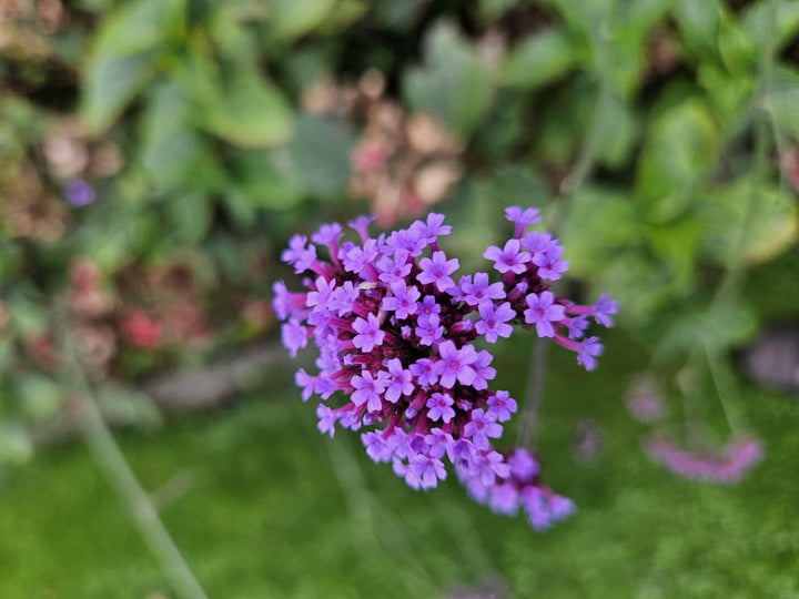 Verveine de Buenos Aires - 20cm - Acheter une plante d'intérieur
