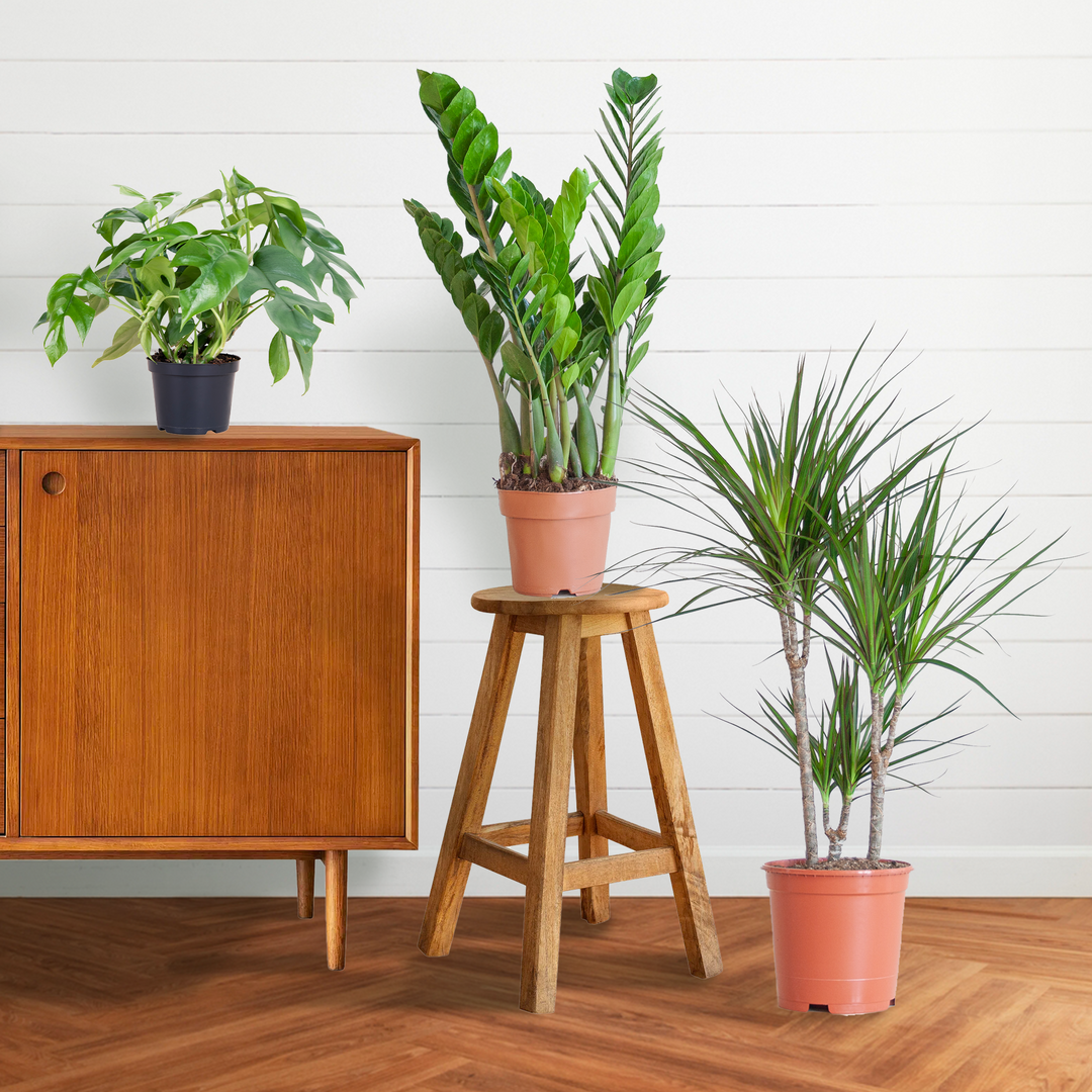 Schaduw Plantenbox zonder sierpot