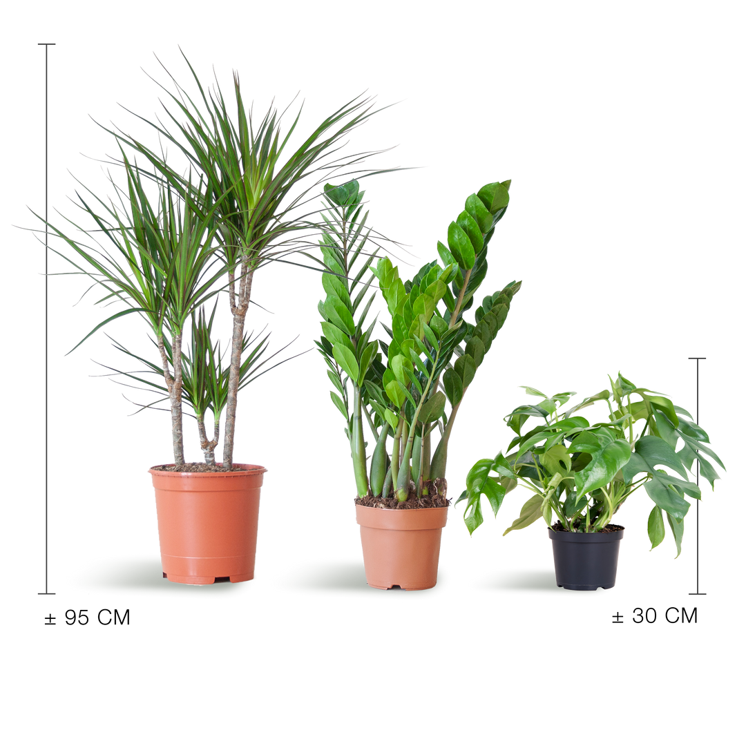 Schaduw Plantenbox zonder sierpot