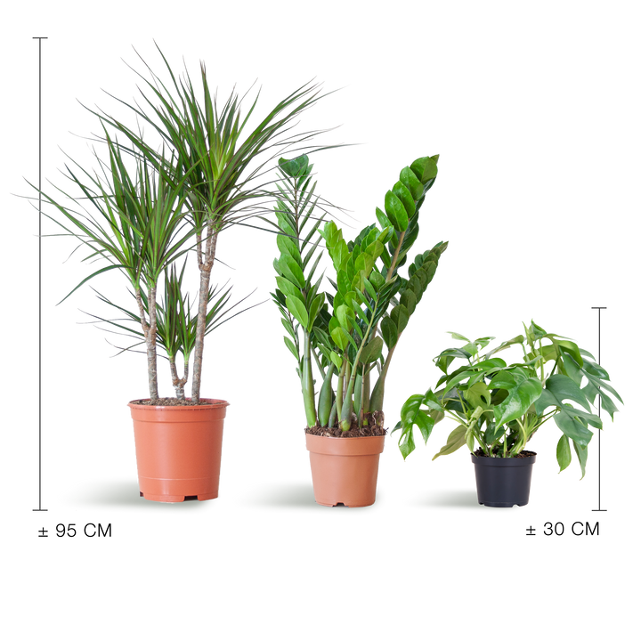 Schaduw Plantenbox zonder sierpot