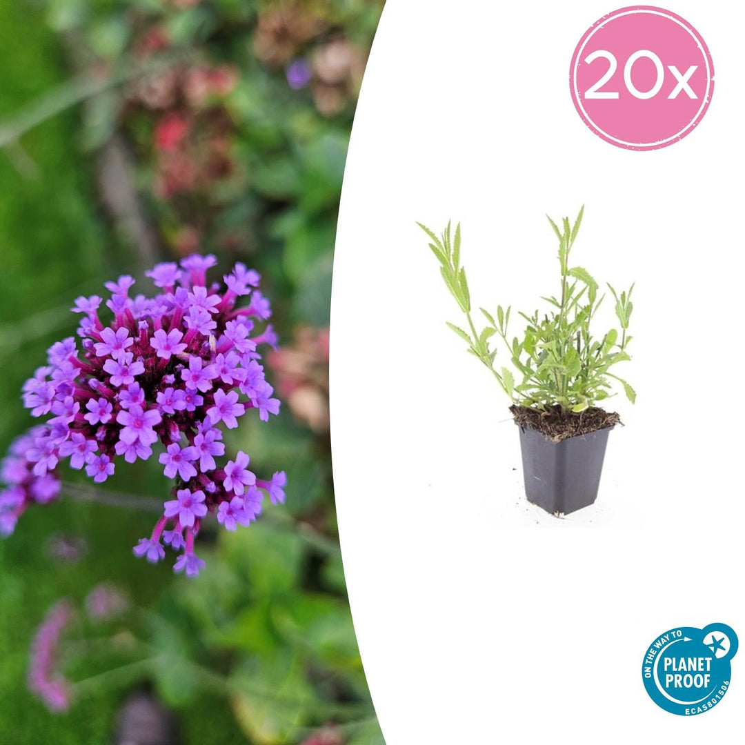 Verveine de Buenos Aires - 20cm - Acheter une plante d'intérieur