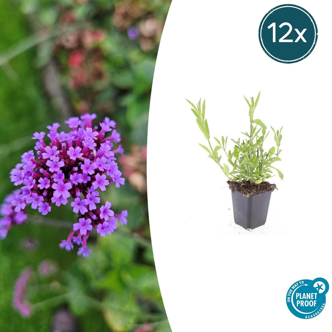 Verveine de Buenos Aires - 20cm - Acheter une plante d'intérieur