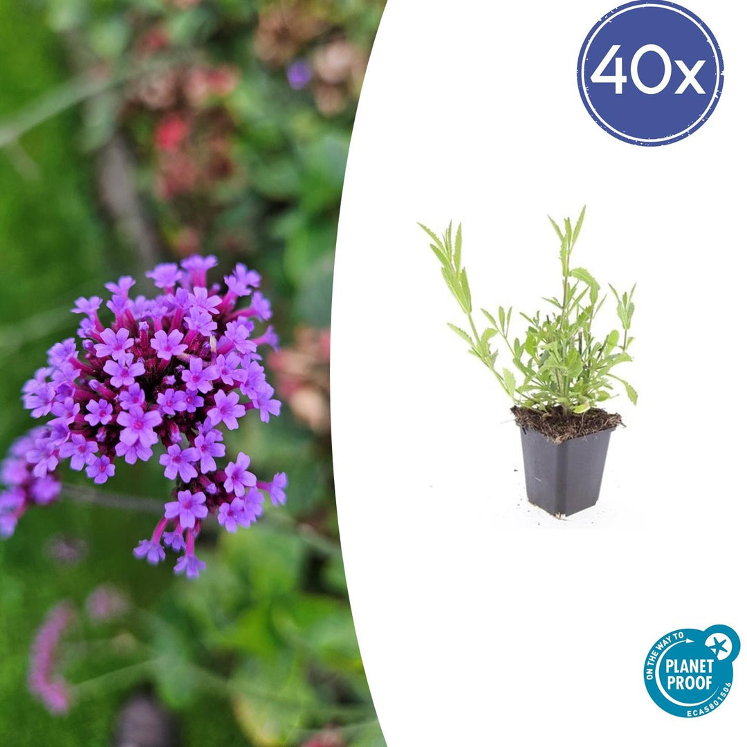 Verveine de Buenos Aires - 20cm - Acheter une plante d'intérieur