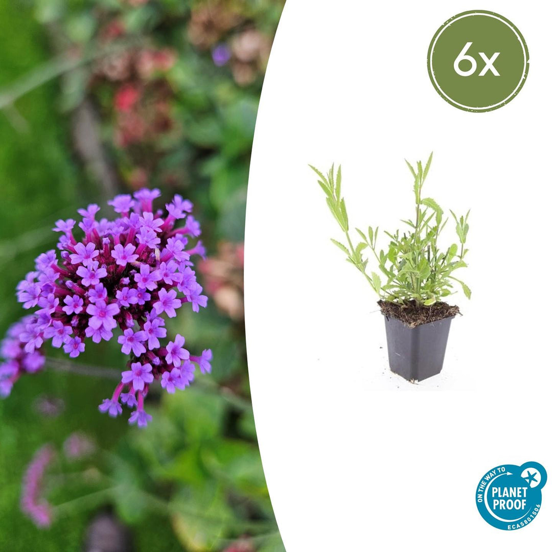 Verveine de Buenos Aires - 20cm - Acheter une plante d'intérieur