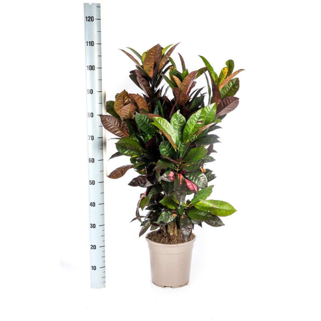 Codiaeum 'Croton' Iceton Ø24cm - ↕90-100cm
